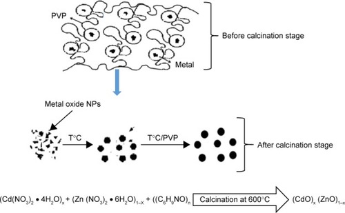 Figure 1 The proposed nanoparticle growth mechanism.Note: Blue arrow shows metal oxide NPs after calcination.Abbreviation: NP, nanoparticle.
