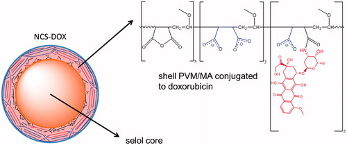 Figure 3. Schematic representation of NCS-DOX (nanocapsules containing selol and doxorubicin), with carboxylate groups in blue and the doxorubicin residue in red (color figure online).