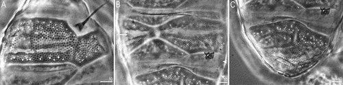 Figure 2. Bryodelphax beniowskii sp. nov.: A—pores on scapular plate (holotype); B—pores on paired and median plates, arrow indicates division of paired plate into anterior and posterior parts, arrowheads indicate supplementary plates near median plates (holotype) C—pores on terminal plate (holotype). Scale bars in [μm]. All PCM.