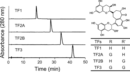 Fig. 1. HPLC chromatograms of purified theaflavins.Notes: TF1, theaflavin; TF2A, theaflavin-3-O-gallate; TF2B, theaflavin-3′-O-gallate; TF3, theaflavin-3,3′-O-digallate; ECg, epicatechin gallate; EGCg, epigallocatechin gallate; G, galloyl group.