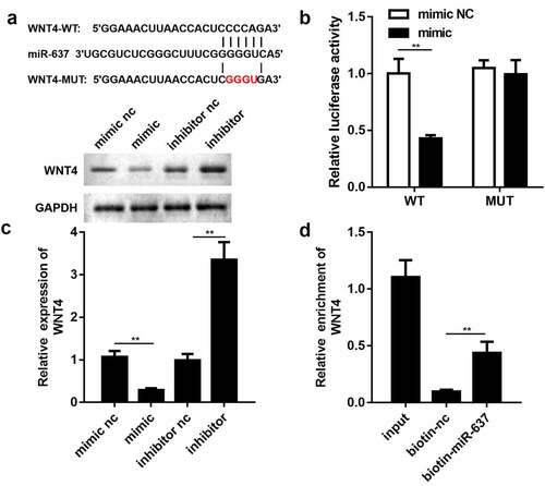 Figure 5. WNT4 functioned as a downstream target of miR-637. (a) Binding sequences of miR-637 in WNT4 3ʹ UTR. (b) Luciferase reporter assay was employed to validate the targeting relationship between miR-637 and WNT4 (n = 3). (c) qRT-PCR and western blotting detection of WNT4 expression in endothelial cells transfected with miR-637 mimic/inhibitor or their negative controls (n = 3). (d) Interplay between miR-637 and WNT4 was estimated by the RNA pull-down assay (n = 3). **P < 0.01