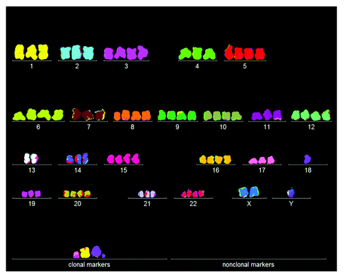 Figure 1. Karyotype of the immortal tumorigenic HA1 cell line, which originated late after transfection of human kidney cells with overexpressed telomerase. The chromosomes were prepared from metaphases and labeled by hybridization with chromosome-specific colors as described in “Materials and Methods.”