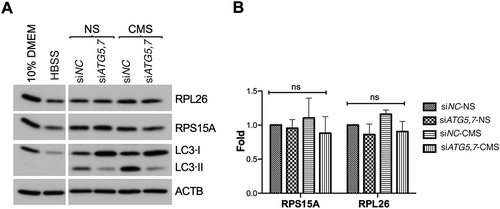 Figure 8. CMS does not trigger ribophagy in hTM cells. (A) hTM cells were transfected with siATG5,7 or siNC for 48 h and then subjected to CMS (8% elongation, 24 h). Protein levels of LC3, RPL26 and RPS15A were evaluated by WB. Cells cultured for 24 h in HBSS served as positive control. (B) Band intensities were normalized with ACTB and fold expression calculated. Data are shown as the mean ± S.D. (n = 3), two-tailed unpaired Student’s t-test. ns: not significant.