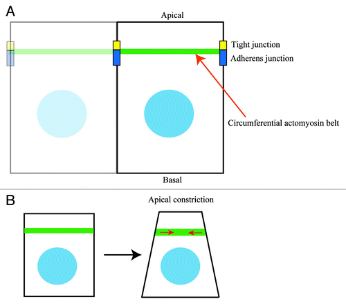 Figure 1. The circumferential actomyosin belt regulates apical constriction. (A) The circumferential actomyosin belt is positioned along apical cell-cell junctions (tight and adherens junctions) in polarized epithelial cells. (B) Myosin II-dependent contractile forces of the circumferential actomyosin belt induce apical constriction in epithelial cells.