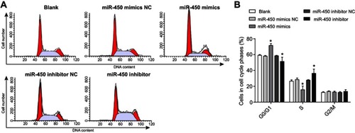 Figure 4 Effect of miR-450 overexpression or knockdown on the regulation of cell cycle in HepG2 cells. (A) The number of cells at different stages was examined with flow cytometry, (B) Cell proportion of each group at different stages. *P<0.05, versus blank, miR-450 inhibitor NC or miR-450 mimics negative control (NC) groups.