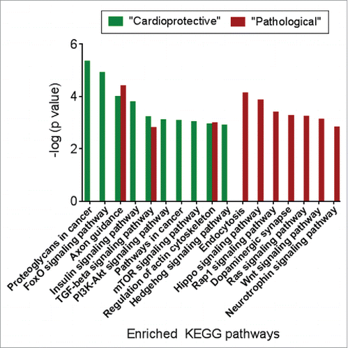 Figure 6. The target genes of “pathological” and “cardioprotective” miRNAs are enriched for common and distinct functional pathways. Enriched pathways targeted by “pathological” miRNAs are shown in red, while pathways enriched for mRNA targets of “cardioprotective” miRNAs are shown in green.