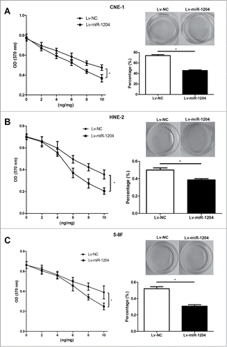 Figure 4. MiR-1204 sensitizes CNE-1/Taxol, HNE-2/Taxol and 5–8F/Taxol cells to paclitaxel in vitro. The impacts of miR-1204 on drug sensitivity of CNE-1/Taxol (A), HNE-2/Taxol (B) and 5–8F/Taxol (C) cells at different paclitaxel doses (0, 2, 4, 6, 8 and 10 ng/ml) were determined by MTT assay. The CNE-1/Taxol (A), HNE-2/Taxol (B) and 5–8F/Taxol (C) cells were treated with a final concentration of 10 ng/ml paclitaxel for 24 h, and the impact of miR-1204 on drug sensitivity was determined by colony formation assay. (*P value < 0.05).