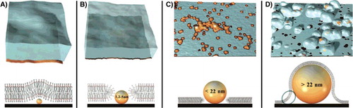 Figure 8. 3D representation of AFM measurement and correspondent schematics of the lipid bilayer deposition on SNPs with different size. Schematics of lipid bilayer formation on silica NPs with diameter smaller than 1.2 (A), between 1.2 and 5 nm (B), up to 22 nm (C) and larger than 22 nm (D) with corresponding AFM 3D reconstructions.
