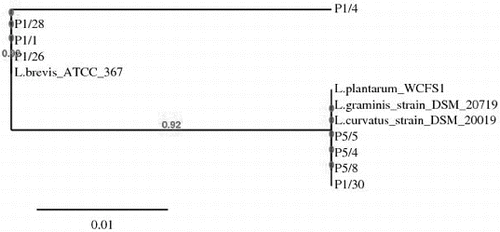 Figure 3. Phylogenetic tree constructed by the platform http://www.phylogeny.fr (8) based on sequences of 16S rDNA of selected LAB strains associated snail-gut: L.plantarum P1/30, L.curvatus P5/4, L.curvatus P5/8. L.graminis P5/5, L.brevis P1/1, L.brevis P1/26, L.brevis P1/28 and GenBank available sequences: L.brevis ATCC 367, L.curvatus DSM 20019 and L.graminis DSM 20719.