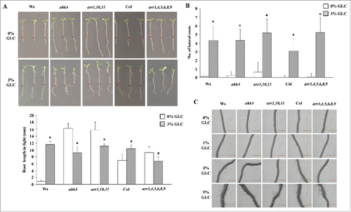 Figure 4. CK signaling dependence of GLC response for root length, lateral root numbers and root hairs: (A) In CK-receptor mutant ahk4 and type B ARR triple mutant arr1,10,11, root length was found to be more even in the absence of GLC as compared with the WT. (B) CK perception mutant ahk4, type B ARR triple mutant arr1,10,11 and type A ARR mutant arr3,4,5,6,8,9 displayed similar lateral root numbers as compared with the WT. (C) The root hair initiation was defective in ahk4, arr1,10,11 and arr3,4,5,6,8,9 on increasing GLC concentration and lesser number of root hairs were visible even on 5% GLC as compared with WT. Data shown is the average root length/lateral root numbers and error bars represent SD. Student's t test, P < 0.05, *control vs treatment.