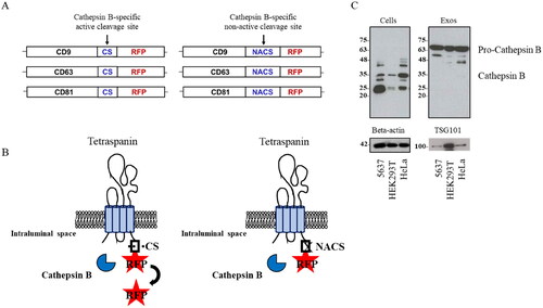 Figure 1. (A) Schematic representation of the tetraspanin-based recombinant proteins composition. CD9, CD63 and CD81 tetraspanins are fused to RFP reporter protein, carrying on its 5’terminus a cathepsin B-specific active cleavage site (CS) or non-active cleavage site (NACS). (B) Schematic representation showing the expected tetraspanin-based recombinant proteins orientation on EV membrane and cathepsin B-dependent RFP release. (C) Western blot analysis of cathepsin B from 5637, HEK293 and HeLa cells and respective EVs, representative of three independent experiments; detection of beta-actin for cell extracts and TSG101 for EV extracts was used as loading controls.