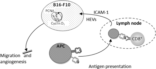 Figure 7. Mechanisms by which whole body hyperthermia inhibits the lung metastasis development of B16-F10.