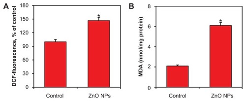 Figure 7 Zinc oxide nanoparticles (ZnO NPs) induced oxidant generation in human lung cancer (HepG2) cells treated with 15 μg/mL ZnO NPs for 24 hours. At the end of treatment, reactive oxygen species (ROS) and malondialdehyde (MDA) levels were determined, as described in Materials and methods. (A) ROS and (B) MDA. Data represented are mean ± standard deviation of three identical experiments made in triplicate.Note: *Statistically significant difference as compared to the controls (P < 0.05 for each).