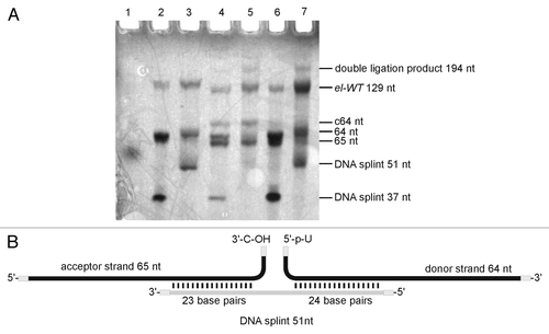 Figure 3. Enzymatic ligation of two fragments. (A) Preparative denaturing polyacrylamide gel of enzymatically ligated fragments. Bands were visualized by UV shadowing. Ligation reactions were conducted in a total volume of 20 µl with short (37 nt) or long (51 nt) DNA splint. The relation acceptor:splint:donor is given in brackets: Lane 1: dye-marker (~55 nt), lane 2: 5 µM acceptor, (1:1.5:2), short splint; lane 3: 5 µM acceptor, (1:1.5:2), long splint; lane 4: 10 µM acceptor, (1:0.5:1), short splint; lane 5: 10 µM acceptor, (1:0.5;1), long splint; lane 6: 10 µM acceptor, (1:1.5:2), short splint; lane 7: 10 µM acceptor, (1:1.5:2), long splint. See Supplementary Material for detail information. (B) refer to lane 7 in panel A: Ligation scheme (lane 7).