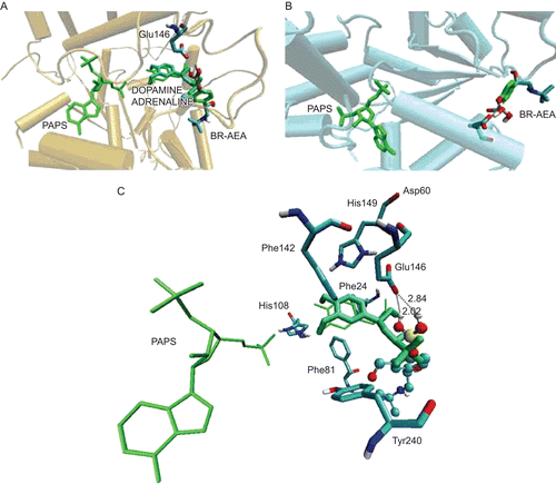 Figure 5.  Binding of BR-AEA on SULTs. (A) BR-AEA on SULT1A3; (B) BR-AEA on SULT1C1; (C) a closer view of the binding site for salbutamol (aquamarine bonds) and BR-AEA (in stick and ball representation) on SULT1A3. PAPS and dopamine were built with coordinates from the models (PDB codes: 2A3R and 2ETG) and are shown as green bonds. Residues reported in the binding site are labeled. Interaction of hydroxyl groups bonded with Glu146 to the boron atom can be visualized.
