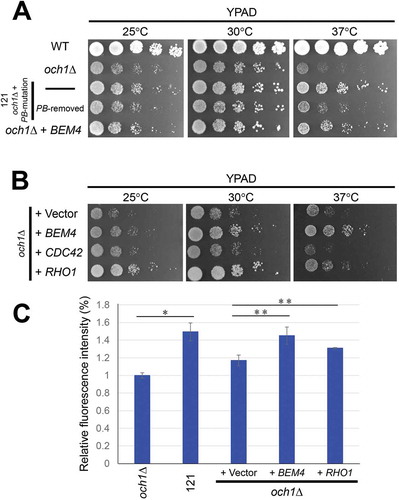 Figure 5. Overexpression of BEM4 and RHO1 recovered growth defects in och1Δ cells.(a) The WT, och1Δ parental, 121 cells, 121 cells with removed PB insertion site, and och1Δ cells carrying YEp352GAPII-BEM4 were spotted onto YPAD plates and incubated at the indicated temperatures for 2–3 days. (b) The och1Δ cells carrying YEp352GAPII, YEp352GAPII-BEM4, YEp352-CDC42 or Y26-RHO1 were spotted onto YPAD plates and incubated at the indicated temperatures for 2–3 days. (C) Colorimetric quantification of the total amount of β-1,3-glucan. The och1Δ and 121 cells were pre-cultured in YPAD media, and och1Δ carrying YEp352GAPII (+ Vector), YEp352GAPII-BEM4 (+ BEM4) or Y26-RHO1 (+ RHO1) were pre-cultured in SD – Ura, followed by culturing in SD media. 2.5 × 106 cells were harvested. The amount of β-1,3-glucan was measured with aniline blue staining and is expressed as the relative fluorescence intensity. The average fluorescence intensities of in och1Δ cells were set as 1. Mean of the relative fluorescence intensity with S.D. of triplicate measurements are plotted. The P-values was calculated by two-sided Student’s t-test. *, P < 0.01; * *, P < 0.02.