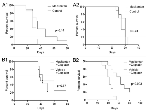 Figure 3. Macitentan treatment of ovarian cancer human tumor xenografts. (A) (1) A2008 xenografts and (2) A2780 xenografts treated with macitentan daily vs. placebo demonstrating increased survival for A2780 tumors treated with macitentan. (B) (1) A2008 and (2) A2780 xenografts treated with cisplatin with and without macitentan. Once again the addition of macitentan improved survival in the A2780 tumors only.
