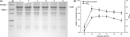 Figure 5. Effect of induction times on GAD expression and GABA production. (a) SDS-PAGE analysis of GAD expression under different induction times. M represents molecular weight markers; 1–5 represents supernatants of the cell lysate from different induction times (10, 12, 16, 18 and 20 h). (b) GABA production of whole-cell bioconversion (square) within 3 h and cell density (triangle) from different induction temperatures. The cells induced by different induction times were applied as the catalysts for whole-cell bioconversion using 1 M L-Glu solution as the substrate at 45 °C. Data are presented as the mean ± SD values from three independent experiments.