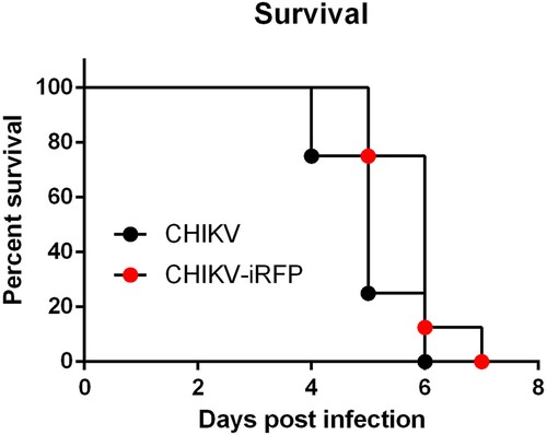 Figure 4. Virulence of CHIKV-iRFP and the parental CHIKV. Four-week-old A129 mice (n = 8) were infected through i.c. injection with CHIKV-iRFP or CHIKV (103 PFU) diluted in 20 μl of DMEM and were monitored daily for 7 days to assess morbidity and mortality. Log-rank (Mantel-Cox) test was performed (*p < 0.05).