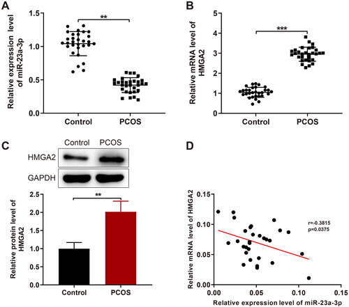 Figure 1. MiR-23a-3p is downregulated while HMGA2 is upregulated in GCs of patients with PCOS. Notes: A and B: RT-qPCR to detect the miR-23a-3p expression (A) and HMGA2 mRNA expression (B); (C) Western blotting of HMGA2 protein expression; (D) Pearson correlation analysis between HMGA2 and miR-23a-3p expression. Data were presented as mean ± standard deviation. **p < 0.01, ***p < 0.001. PCOS, polycystic ovarian syndrome; miR, microRNA; HMGA2, high-mobility group at hook 2; RT-qPCR, reverse transcription-quantitative polymerase chain reaction; GCs, granular cells.