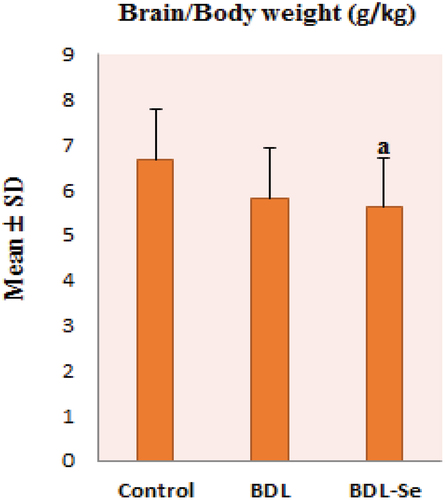 Figure 1. Comparison of brain/body weight ratio among the experimental groups. Values are presented as mean ± SD.