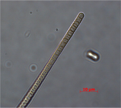 Fig. 3 Light microscope images of Oscillatoria sp. KNUA009.