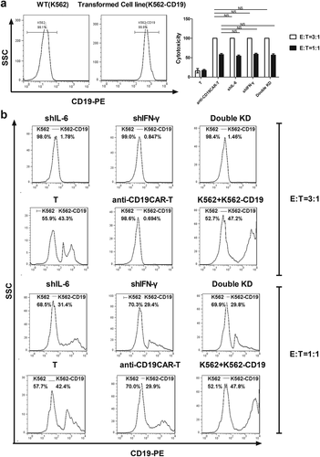 Figure 3. The specific cytotoxicity of double knockdown (KD) anti-CD19 CAR-T cells did not change compared with that of original anti-CD19 CAR-T cells. a. Expression of CD19 protein in K562 and K562-CD19 cells detected by flow cytometry. WT: wild type. The specific cytotoxicity of anti-CD19 CAR-T cells, single KD anti-CD19 CAR-T cells, and double KD anti-CD19 CAR-T cells, as detected by flow cytometry. NS P > .05, mean ± SEM. b. Specific cytotoxicity of anti-CD19 CAR-T cells, single KD anti-CD19 CAR-T cells, and double KD anti-CD19 CAR-T cells, as detected by flow cytometry. NS P > .05, mean ± SEM.