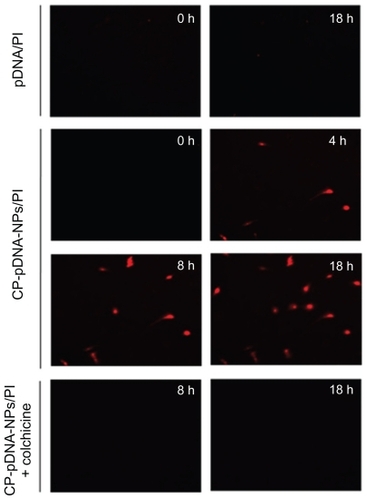 Figure 6 Live cell images of mesenchymal stem cells for 18 hours after transfection with propidium iodide (PI)-labeled free plasmid DNA, propidium iodide-labeled CP-pDNA nanoparticles and propidium iodide-labeled CP-pDNA nanoparticles added with colchicine. The images of the same cells at different time points were shown.Abbreviations: CP, calcium phosphate; pDNA, plasmid DNA.