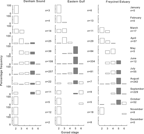 Fig. 4  Monthly percentage frequencies of gonad maturity stages of female Pagrus auratus from Denham Sound, Eastern Gulf and Freycinet Estuary, Western Australia, 1997–2004, based on fish greater or equal to their length at 50% maturity. Closed bars indicate females in spawning condition.