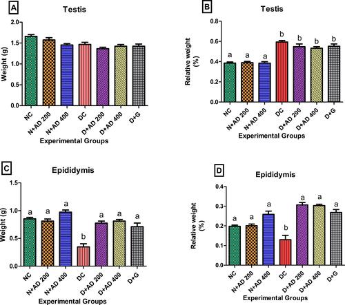 Figure 4 Effect of AD administration on the (A) testicular weight, (B) relative weight of the testis, (C) weight of the epididymis and (D) the relative epididymal weight of normal and diabetic rats. Bars are indicative of mean values ± SEM of group values. Bars with different letters are significantly (p<0.05) different from each other.