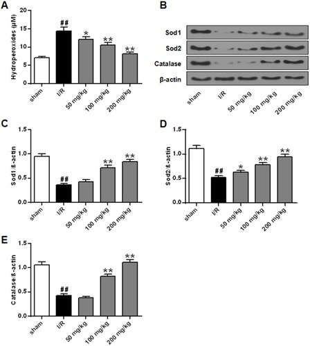 Figure 6 Effects of galuteolin on oxidative stress in cerebral infarction of rats. (A) Determination of the level of LPO in rat brain tissue by LPO kit. (B) Determination of the expression levels of Sod1, Sod2, and catalase by Western Blot. (C) Histogram of Sod1 protein expression. (D) Histogram of Sod2 protein expression. (E) Histogram of catalase protein expression. The β-actin as a standard internal reference.