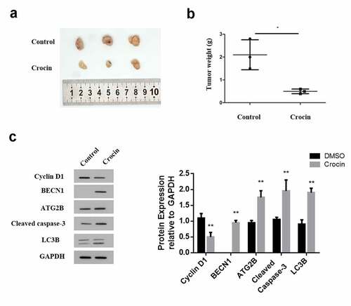 Figure 7. Crocin triggers the apoptosis in cSCC in vivo. (a) The illustration of tumors in animal experiments. (b) Tumor weight. (c) Western blots for cyclin D1, cleaved caspase-3, ATG2B, BECN1 and LC3B. *P < 0.05 versus the control group