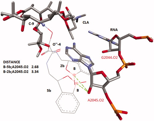 Figure 1. Alignment of conformers of CLA with the benzoxoboroles substituent at C-9 and 4″-O. Structure of CLA’s core was taken from 1J5A.pdb. Benzoxoborole tails were optimized in RNA’s environmental and the structure of RNA was omitted. Distances (in angstroms) are shown as dashed lines.