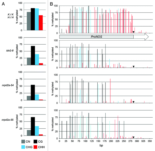 Figure 4. Detailed TARGET ProNOS DNA methylation analysis in idn2–8, nrpd2a-54 and nrpd2a-55. DNA methylation patterns in the ProNOS of the ProNOS-NPTII reporter gene were analyzed in detail by bisulfite sequencing. (A) Cumulative methylation levels at all cytosines in the analyzed region (gray columns), cytosines in CG context (black columns), CHG context (blue columns; H stands for A, C or T) and CHH context (red columns). (B) Methylation levels at individual cytosines in CG context (black columns), CHG context (blue columns) and CHH context (red columns). A black arrowhead marks the ProNOS transcription start site. Numbers of clones sequenced per target and genotype were: 15 (K/K −/−), 19 (K/K;H/H), 20 (idn2–8), 15 (nrpd2a-54), 21 (nrpd2a-55)