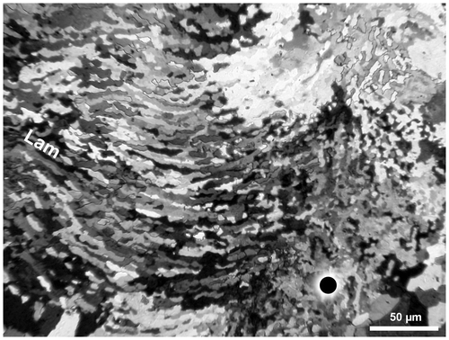 Figure 9. Disphyllum cf. rugosum (Wedekind, Citation1922). Microstructure of a dissepiment of the thickened inner layer in transverse section, crossed nicols; lamellae (Lam), dissepiment concave towards the axis of corallum (top of fig.). Oblique section of a major septum on the right of figure. LPB 19387, “LFP” II (see also overall section Figure 14B1).