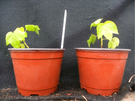 Figure 7. G. hirsutum grown in 6 inch pots that are of sufficient size for experiments examining root biology. Left, a control, G. hirsutum pRAP15-engineered plant lacking an engineered transgene (empty vector). Right, G. hirsutum engineered with a Gm-NPR1-2 transgene.