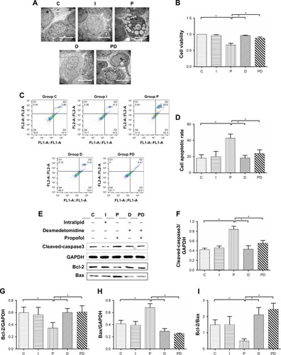 Figure 4 Dexmedetomidine attenuated propofol-induced apoptosis and increased neuronal viability.