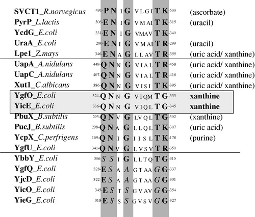 Figure 1. ClustalW alignment of the coding sequences of YgfO (AAC75920; 466 codons), YicE (AAC76678; 463 codons), YgfU (Q46821; 482 codons), YgfQ (AAT48153; 455 codons), YcdG (AAC74091; 464 codons), YbbY (AAC73615; 435 codons), YjcD (AAC77034; 449 codons), YicO (AAC76687; 470 codons) and YieG (AAC76737; 445 codons) with functionally known proteins of NAT/NCS2 family (http://saier-144–164.ucsd.edu/tcdb/; for Lpe1, see Argyrou et al. [Citation2001]; for Xut1, see Goudela et al. [Citation2005]) showing the NAT/NCS2 signature-motif region. Principal substrates for functionally characterized homologues (including YgfO and YicE from this work) are given in parentheses. Positions of conserved [Q/E/P], N, G, T, and [R/K/G] residues are highlighted (see text for details).