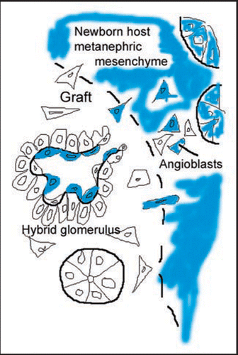 Figure 5 Diagram illustrating the formation of a hybrid glomerulus containing host- and graft-derived angioblasts, and graft-derived podocytes. Reproduced with permission (ref. Citation101).