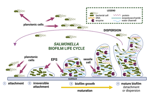 Figure 2. Salmonella biofilm life cycle.