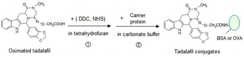 Figure 3. Conjugation of the tadalafil-oxime to carrier proteins by active ester method.