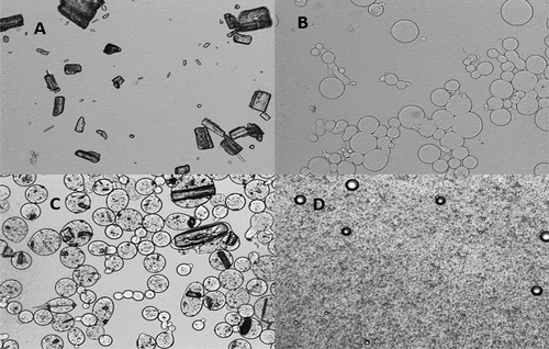 Figure 2. Photomicrographs at 100 x magnification of A: dispersed pure xanthone; B: dispersed oven-dried blank coacervate; C: dispersed oven-dried coacervates; D: dispersed spray-dried O/W emulsion.