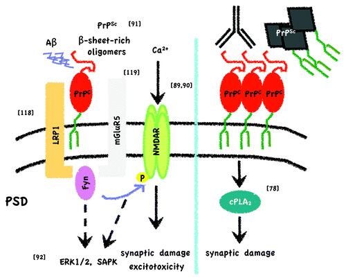 Figure 2. Simplified scheme of toxic signaling through PrPC. On the one hand (left) it has been described that PrPC can bind Aβ oligomers at the post-synaptic density (PSD), either derived from recombinant sources or from brains of Alzheimer disease patients, and elicit toxicity through Fyn activation, NMDAR phosphorylation and altered localization.Citation88,Citation90 Phosphorylation of NMDAR subunits would then lead to dendritic spine loss and excitotoxicty. As long as PrPC is attached to the outer leaflet of the membrane and Fyn to the inner, it has been proposed that a transmembrane protein should act as a scaffold. LRP1Citation118 and mGluR5Citation119 have been suggested as the interacting transmembrane partners after Aβ oligomer binding to PrPC. Resenberger et al. also showed that this signaling cascade can apply for various β-sheet rich conformers.Citation91 In the case of PrPSc binding, apart from Fyn activation, other signaling targets, such as ERK1/2, p38 and JNK, are seen to be activated in neuronal cell lines.Citation92 In addition, it might be hypothesized that β-sheet rich oligomer-associated NMDAR activation per se induces MAP kinase pathways. On the other hand (right) experiments by Bate and Williams demonstrated that after either crosslinking of PrPC with antibodies or by applying PrPSc to cortical primary neurons, there is an increase in membrane cholesterol content that leads to a toxic pathway implicating cPLA2 and arachidonic acid metabolites.Citation78 Reference to original studies is given by the numbers in brackets.