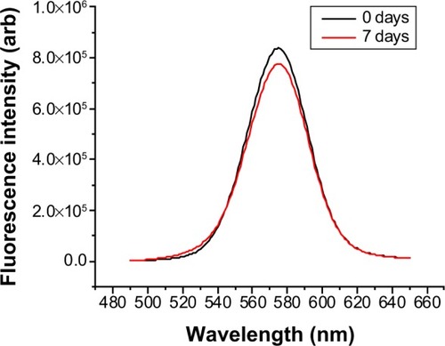 Figure 5 Fluorescence quenching of silica-coated quantum dots prepared by arginine silica synthesis after 0 and 7 days in phosphate-buffered saline.Notes: No quenching is observed. λex=375 nm.