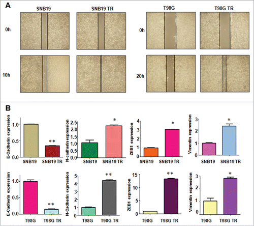 Figure 2. TR cells have enhanced motility activity. (A) Wound assays were performed to measure the motility activity in parental and TR glioma cells. (B) Real-time RT-PCR assay was conducted to detect the expression of EMT markers in parental and TR glioma cells. * P < 0.05; ** P < 0.01 vs their parental cells.