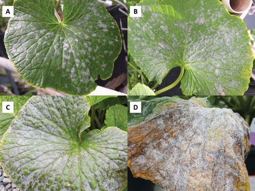 Fig. 1 Powdery mildew development on wasabi leaves caused by Erysiphe cruciferarum. (a) Early development of disease, showing white colonies. (b) Advanced stages of infection. (c, d) Severe powdery mildew infection that can cause yellowing and necrosis