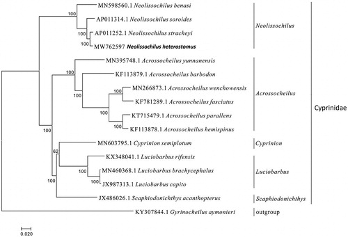 Figure 1. Phylogennetic analysis of Neolissochilus heterostomus based on the entire mtDNA genome sequences of 16 Cypriniformes available in GenBank. Numbers above the nodes indicate 2000 bootstrap values. Accession numbers are shown before species names.
