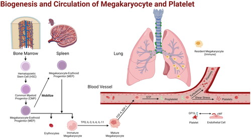Figure 1. Biogenesis and Circulation of Megakaryocyte and Platelet. HSCs in bone marrow differentiate into megakaryocyte progenitors, which migrate to spleen, another site of hemopoiesis. Megakaryocytes mobilize into blood and release platelets in lung blood vessels through pulmonary circulation. Resident megakaryocytes in the pulmonary interstitium are found to have immunological properties.