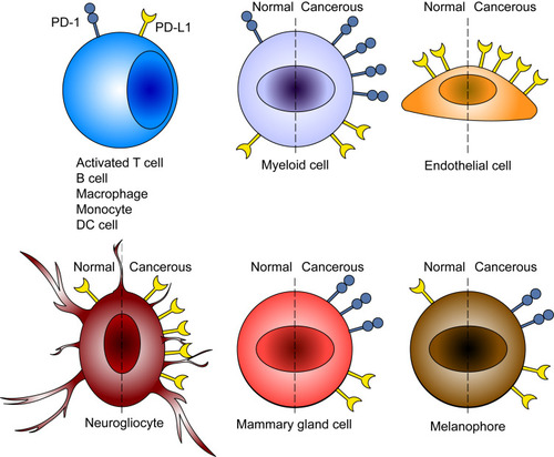 Figure 1 The expression of PD-1 and PD-L1 at different cell types at physiological condition and in tumors.