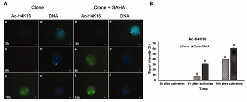 Figure 4. Dynamic modification of H4K16 acetylation in pseudo-pronuclei of cloned embryos. A. H4K16 acetylation of clone (a–c) and clone + SAHA (d–f) 3 h, 6 h and 10 h after activation. (a´–f´) DNA staining of the same oocytes is shown. The artifacts in these figures were shown with the letter A. Scale Bar: 10 µm. B. H416 acetylation intensity was significantly increased in clone + SAHA embryos 6 and 10 hours after activation compared to the untreated group (P < 0.05). Error bar; standard error of mean. Data were analyzed using t-test. (a,b) Significant differences between clone and clone + SAHA groups (p < 0.05).